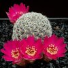 Sulcorebutia_augustinii